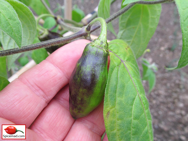 Guatemalan Orange Rocoto - 28th July 2023