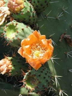 Flor de Cactus para Re Caliente