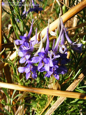 http://www.biodiversidadvirtual.org/herbarium/Delphinium-halteratum-Sm.-img244080.html