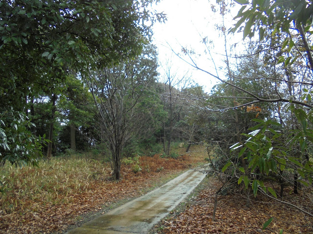 虫の森の遊歩道