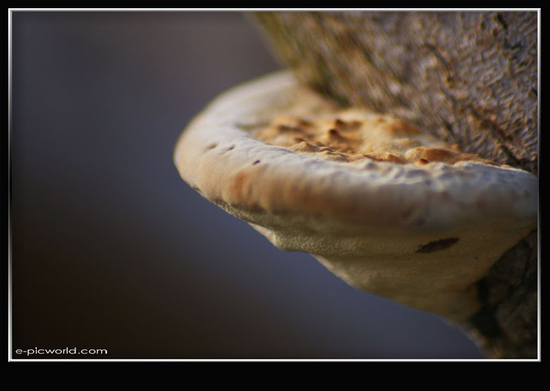 Mushrooms and fungi photo