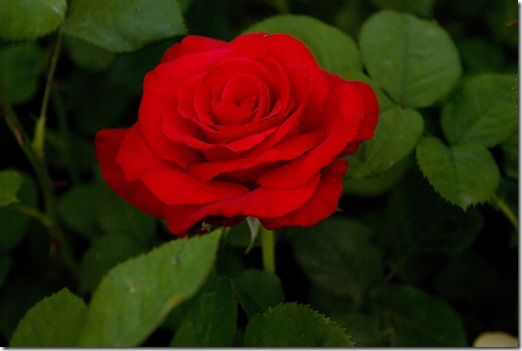 Rose 1