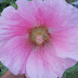 PINK HOLLYHOCK - ALCEA ROSEA