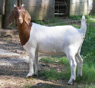 Beautiful Goats Pictures