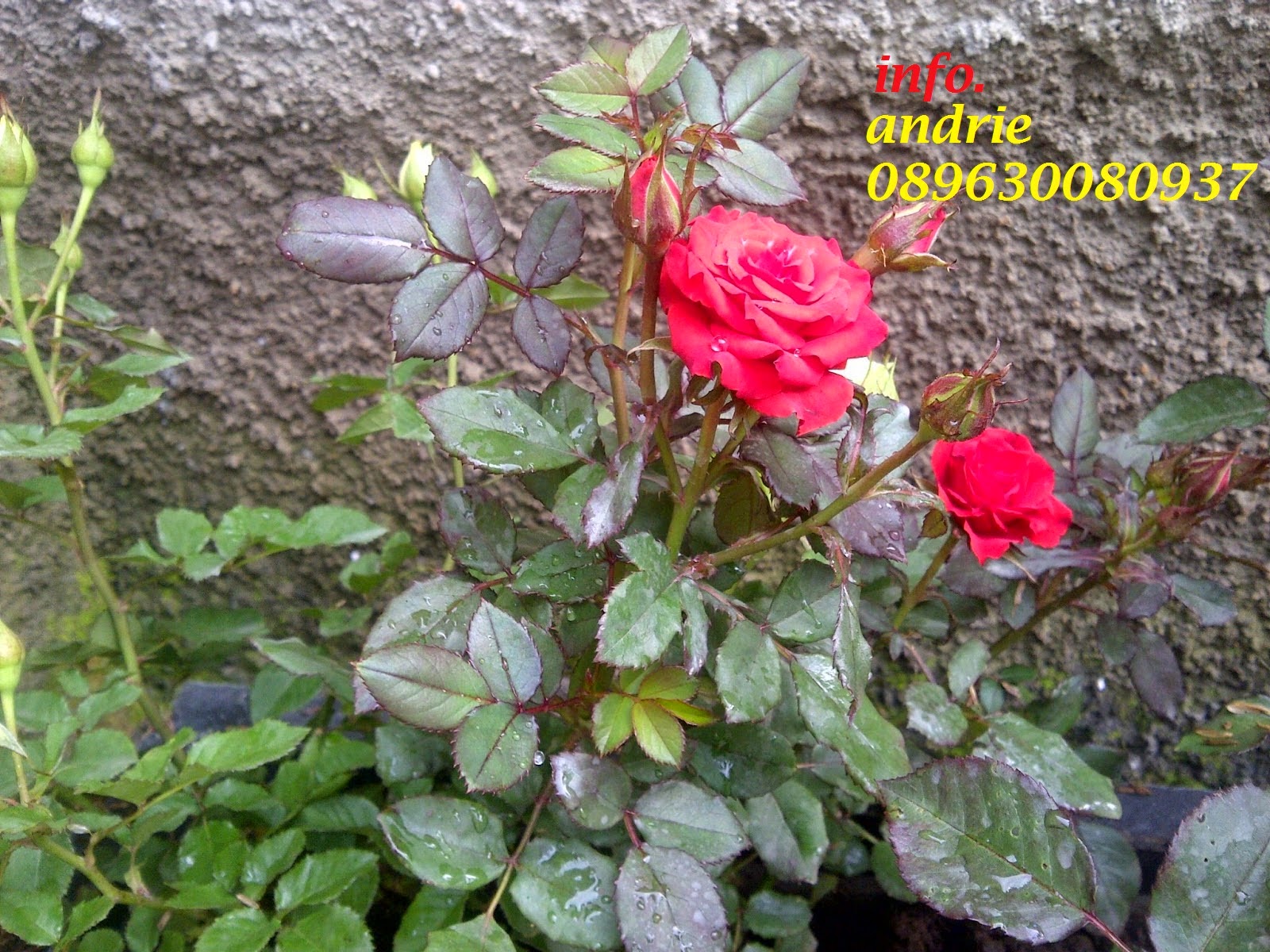 Contoh Gambar Bunga Mawar Merah - LKIT 2017