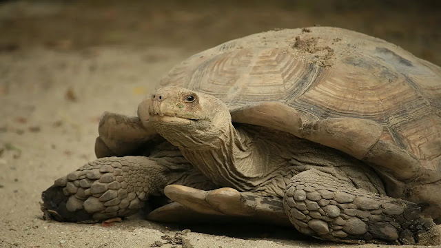 Sulcata Tortoise