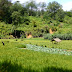 Shiny velvet Fertility paddy field of fertile land Sri Lanka