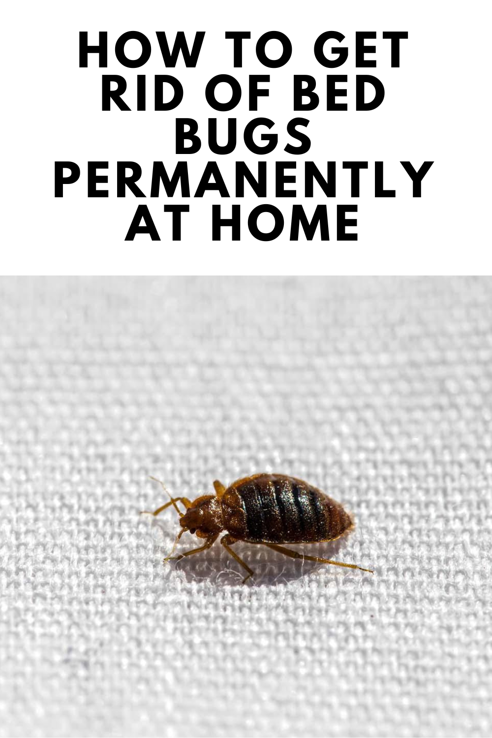 How to get rid of Bed Bugs permanently at Home