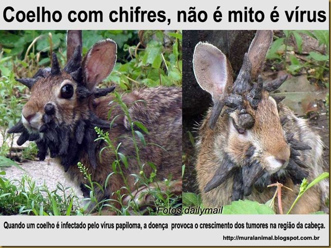 coelho_chifres2