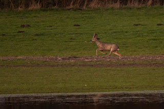 Wildlifefotografie Naturfotografie Lippeaue Sonnenuntergang Olaf Kerber