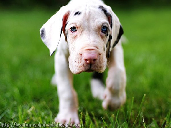 white puppy