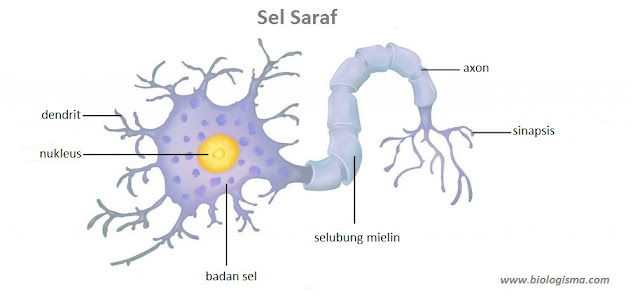 Sel Saraf