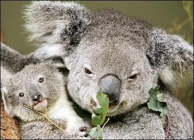 Cosa mangiano i koala