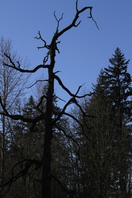 HauntedTree-cw.jpg