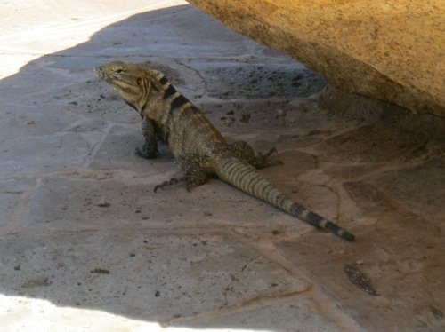 Cabo San Lucas 025