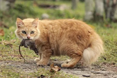 Penjelasan Lengkap Pengendalian Vektor (Hama) Tikus: Pengendalian Kimia, Lingkungan, Biologi, Fisik dan Mekanik