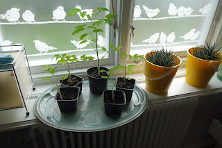 tomatplantor plantor tomat bricka mintgrön fönster fåglar gula plast hinkar blomkrukor