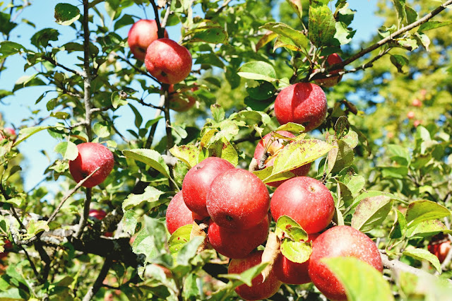 apple picking at Avalon Orchards (organic) in Innisfil, Ontario