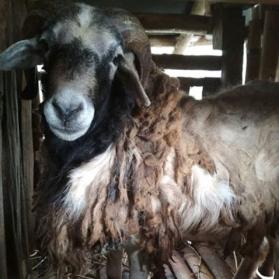 fermentasi pakan ternak kambing