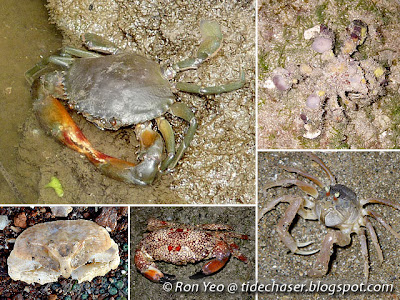 Crabs (Infraorder Brachyura)