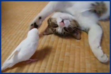 Katze spielt mit Vogel