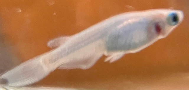 深海(しんかい)メダカ 稚魚 ２７９日目