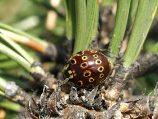 Coccinelle ocellée d'Amérique : Anatis mali 