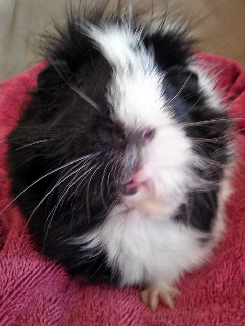 Black and white #guineapig on a pink towel looking at camera