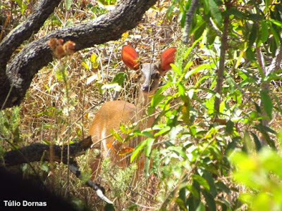 Veado-catingueiro, Mazama gouazoubira, animal, veado-virá, cabra silvestre, corzuela común, gray brocket, brown brocket, corzuela parda, guazu, guazu virá, viado catingueiro, viado, animals, cervídeos, brasil, natureza, conservação