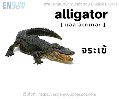 Alligator [แอล'ลิเกเทอะ] - จระเข้