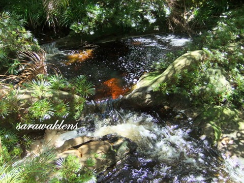 Tajor_Waterfall_Bako_National_Park_13