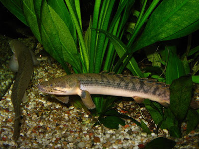 Polypterus Weeksii