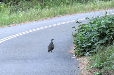 Sooty Grouse