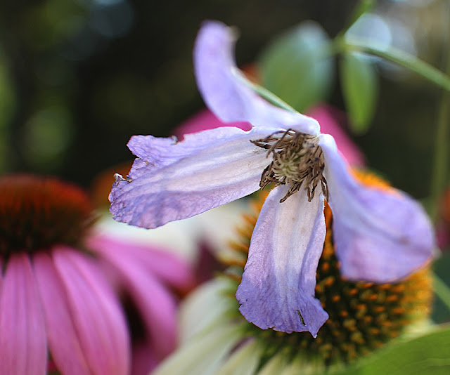 The Impatient Gardener -- The Garden Appreciation Society