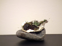 Seashells with accent plants on Grey rock
