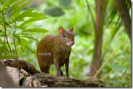 agouti