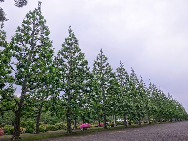 プラタナス並木,フランス式庭園,新宿御苑〈著作権フリー無料画像〉Free Stock Photos