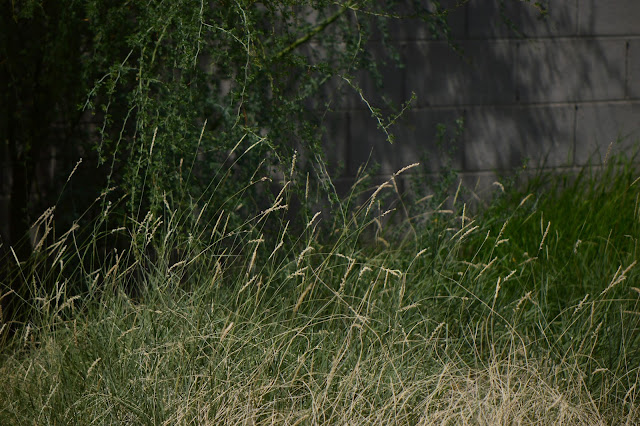 tree following meme, wild grass, Sonoran desert grass