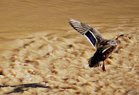  ánade real o azulón (Anas platyrhynchos) 