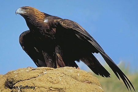 The highest density of nesting Golden Eagles in the world lies in southern