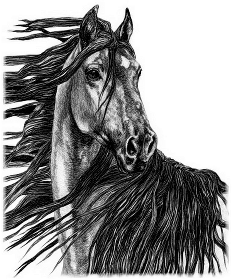 caballos-dibujos-a-lapiz