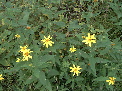 [Photo: Helianthus divaricatus © Nicky Sztybel.]