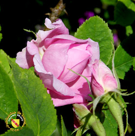 VILLERS-LES-NANCY (54) - La roseraie du Jardin botanique du Montet - Rosa damascena bifera