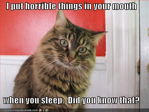 funny cat quotes