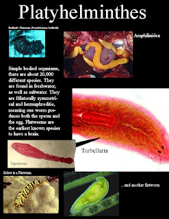 Plantae dan Animalia Klasifikasi Invertebrata 