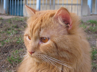 Red Eyed Orange Cat