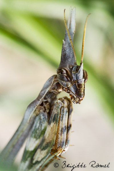 empusa pennata