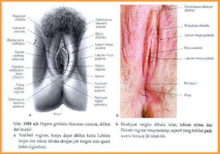 Luka Episiotomi (Vulva Hygiene)