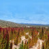 El altiplano cuenta con planta procesadora de quinua