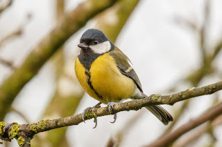 Great tit DFBridgeman